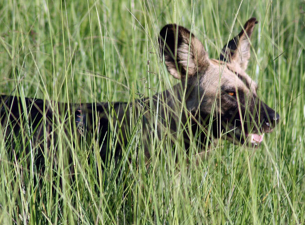 African Wild Dog, Selous Game Reserve, Tanzania, United Republic of