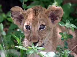 Grid lion cub in selous gr