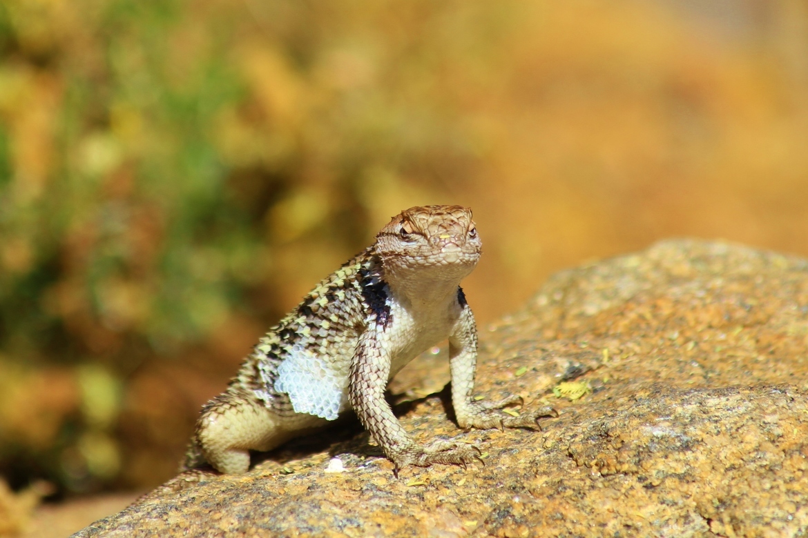 Horned lizard, Arizona, United States of America