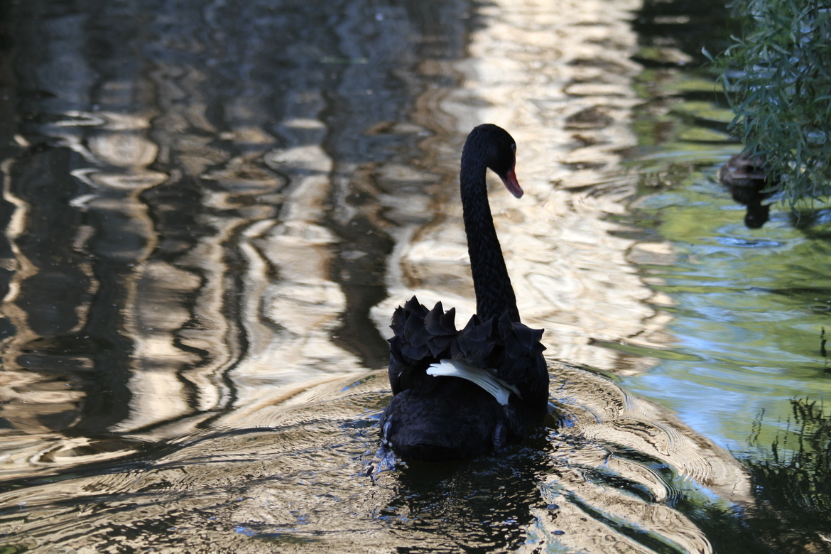 avis in terris nigroque simillima cygno Black Swan, Arizona, United States of America