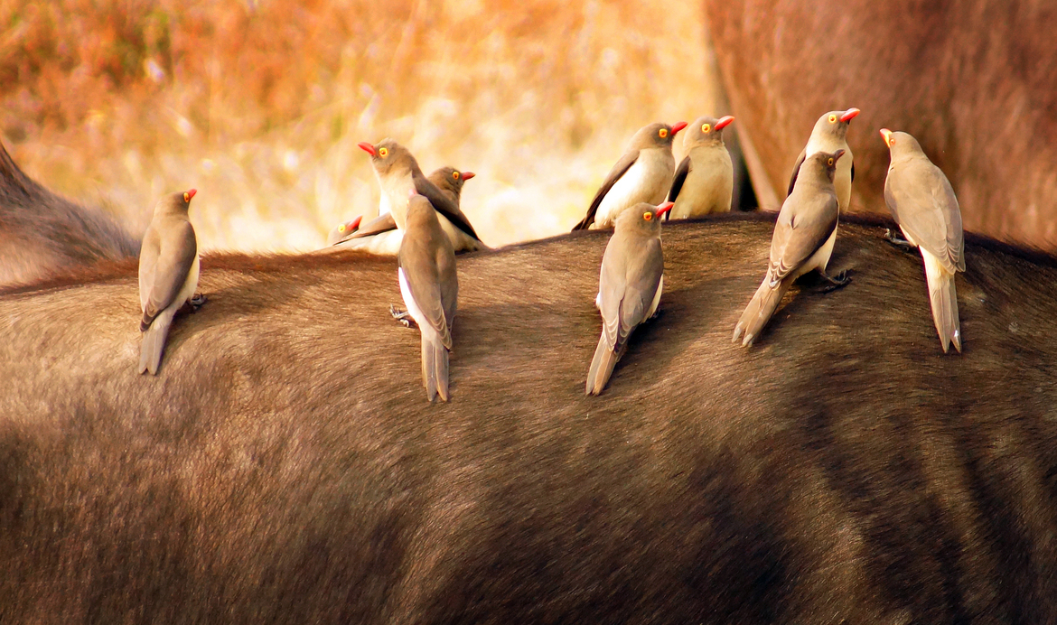 Tickbirds, water buffalo, Botswana, South Africa