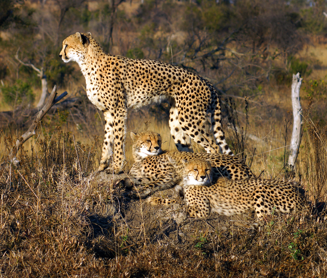 Cheetah, Londolozi, So. Africa, South Africa