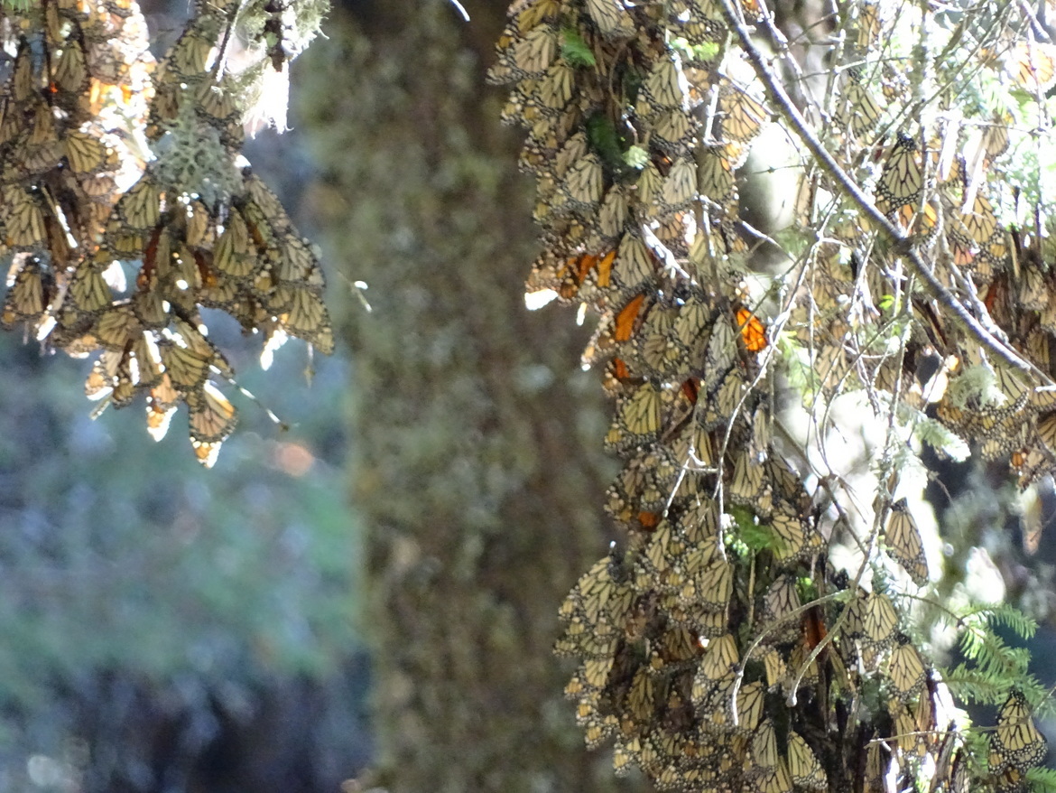 Monarch Butterfly, El Rosario Monarch Butterfly Reserve, Mexico
