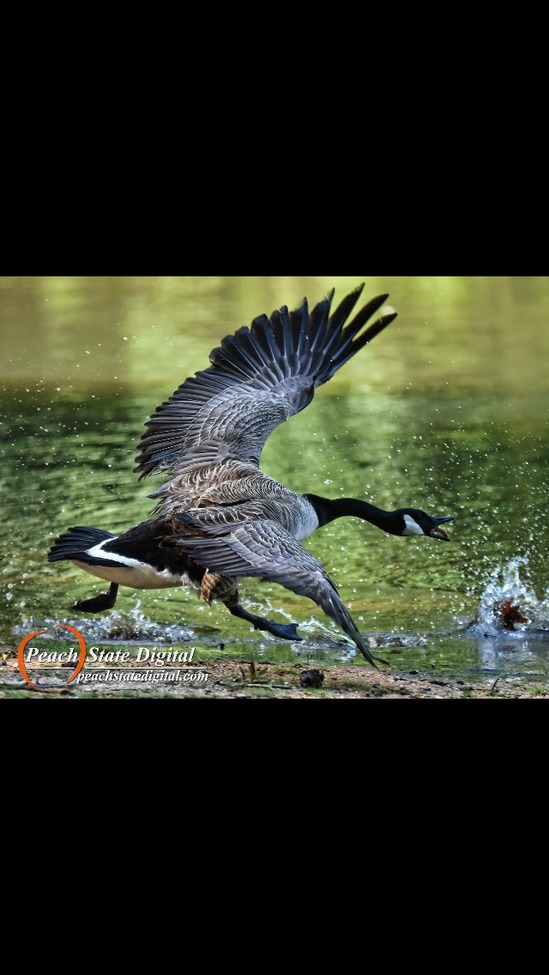 Goose, Fort Yargo, Winder, GA, United States of America