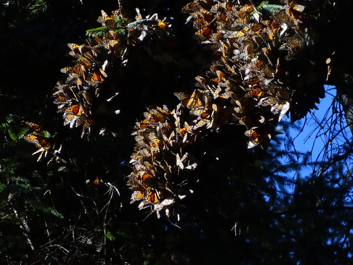 Monarch Butterfly, El Rosario Monarch Butterfly Reserve, Mexico