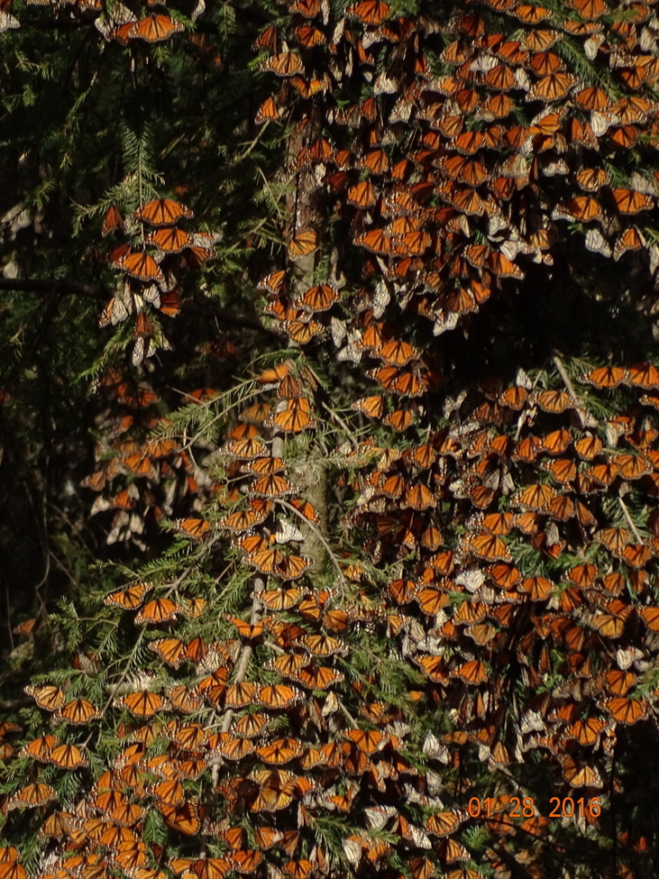 Monarch Butterfly, El Rosario , Mexico