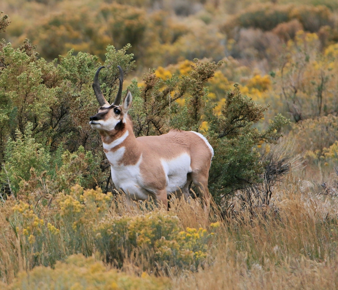 Antelope, Yellowstone National Park, United States of America