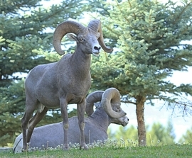 Grid 2013072517 01 551911rams in radium
