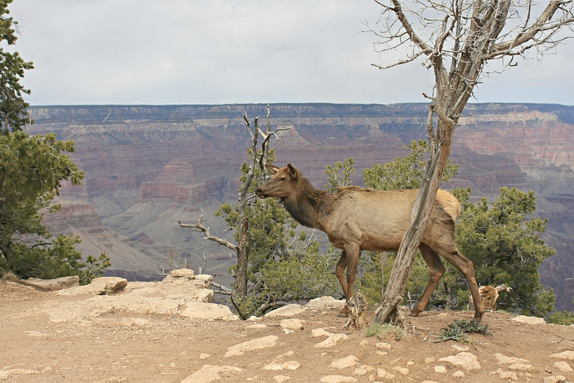 Cow Elk, Grand Canyon National Park, United States of America
