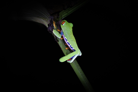 Grid tree frog no logo  1 of 1 