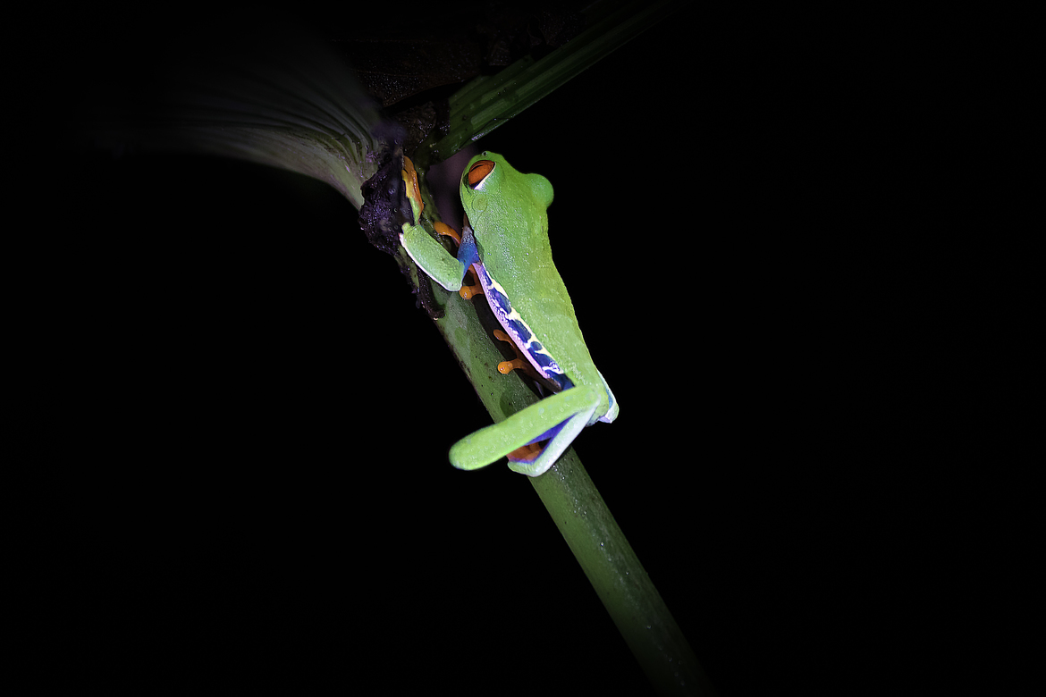 Tree Frog, Arenal, Costa Rica