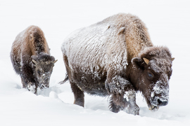 Grid bison in the snow