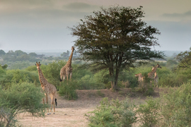 Grid img 2267giraffes   2 3