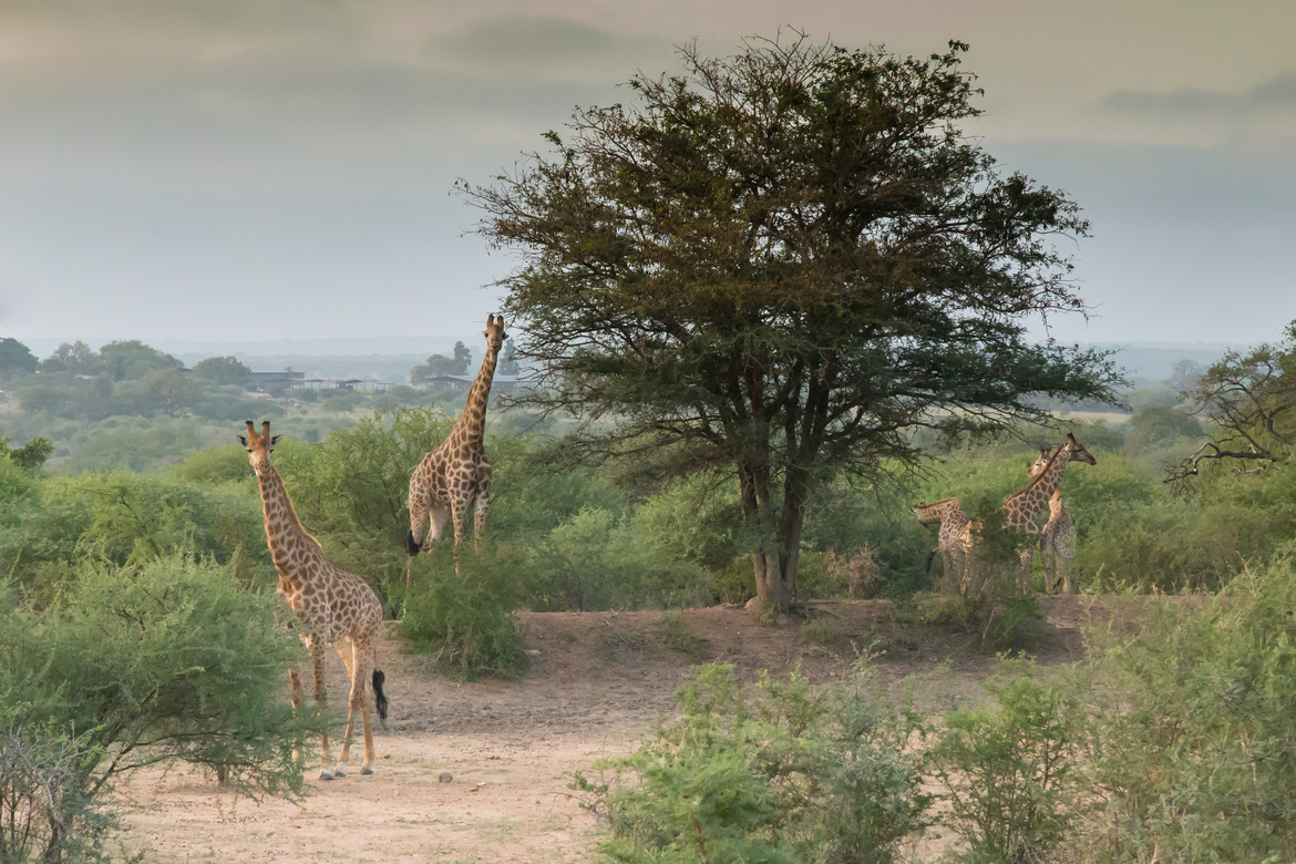 Giraffe, Near Kruger National Park, Kapama Game Reserve, South Africa