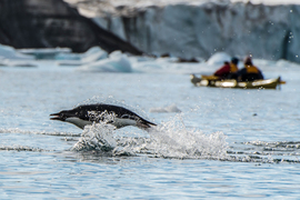 Grid swimming penguins