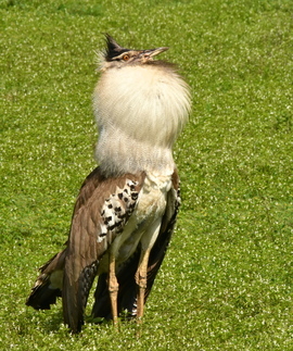 Grid kori bustard male  6 l