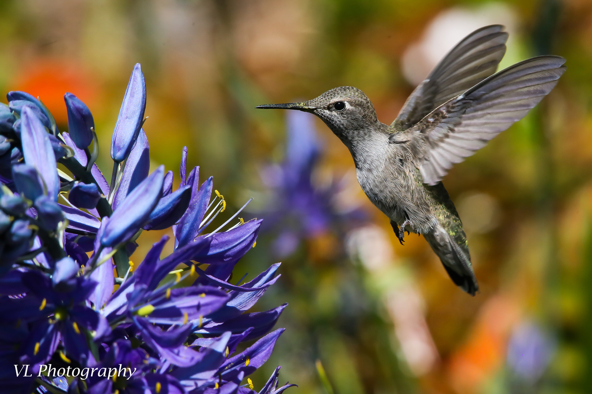 humming bird, swan lake , Canada