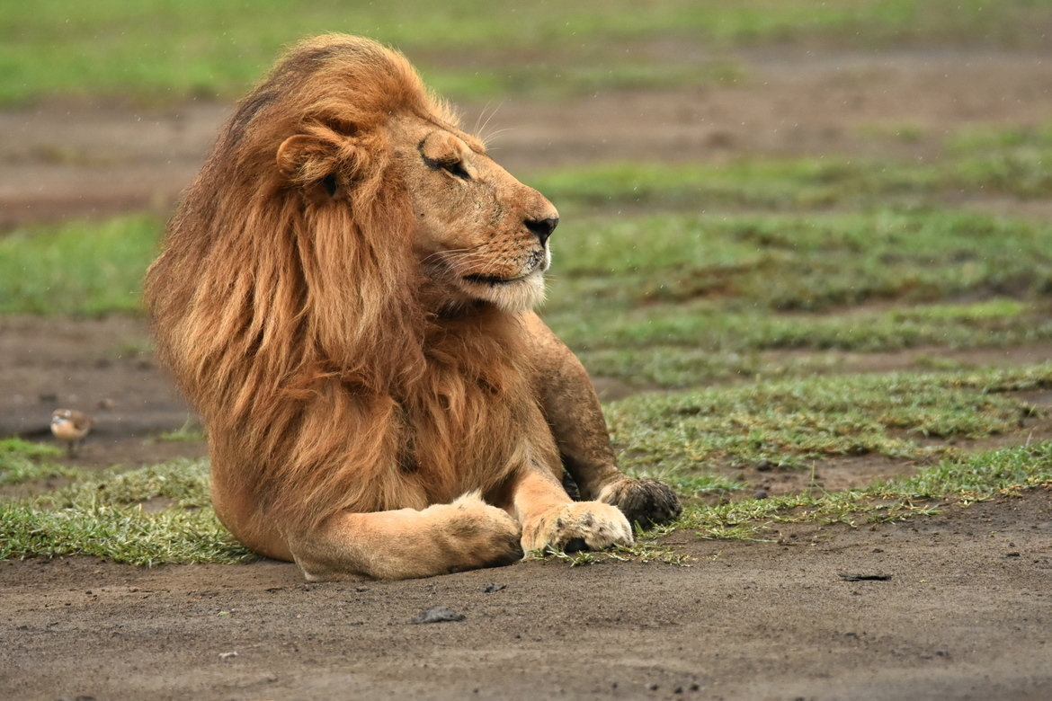 African Lion, Lake Manyara National Park, Tanzania, United Republic of