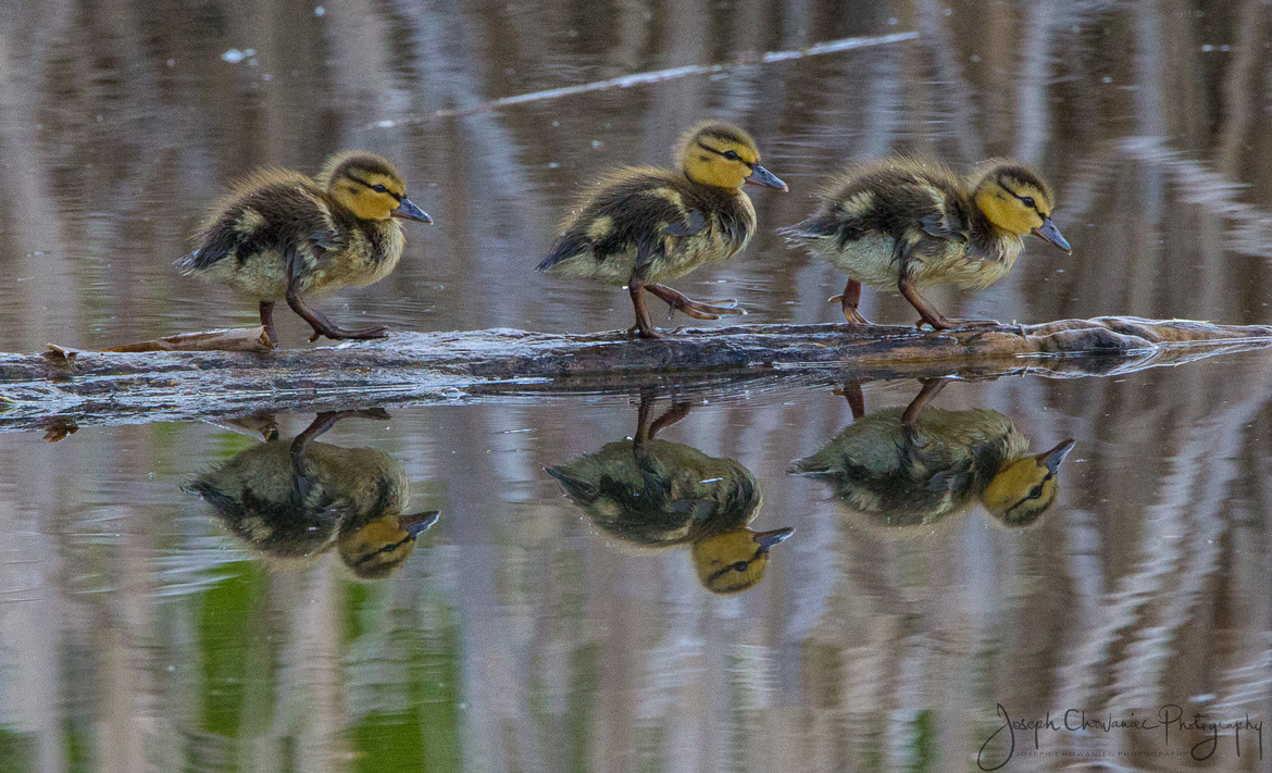 Ducks, Sherwood Park, Foxhaven wetlands, Canada