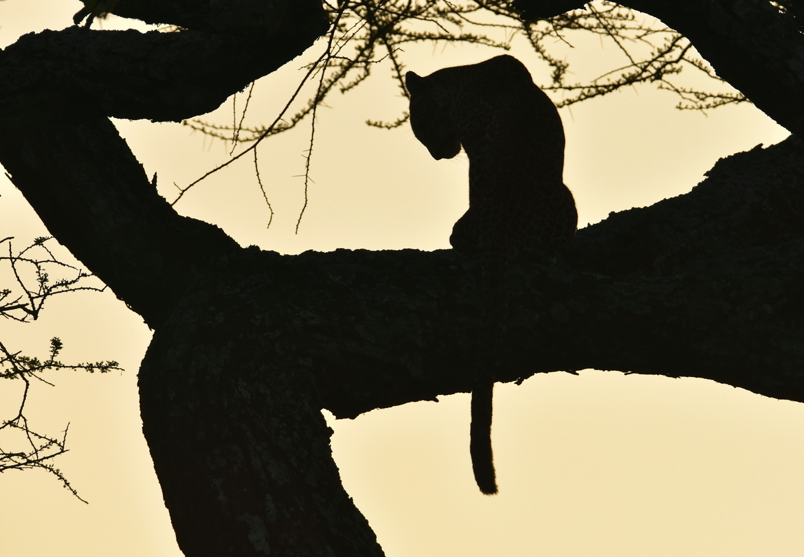 Leopard, Ngorogoro Conservation Area, Tanzania, United Republic of