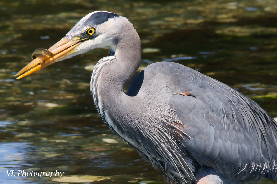 Great Blue Heron, esquimalt lagoon , Canada