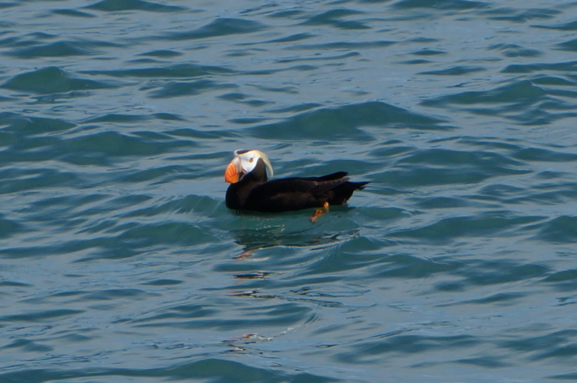 Puffin, SE Alaska Small Ship Cruise, United States of America