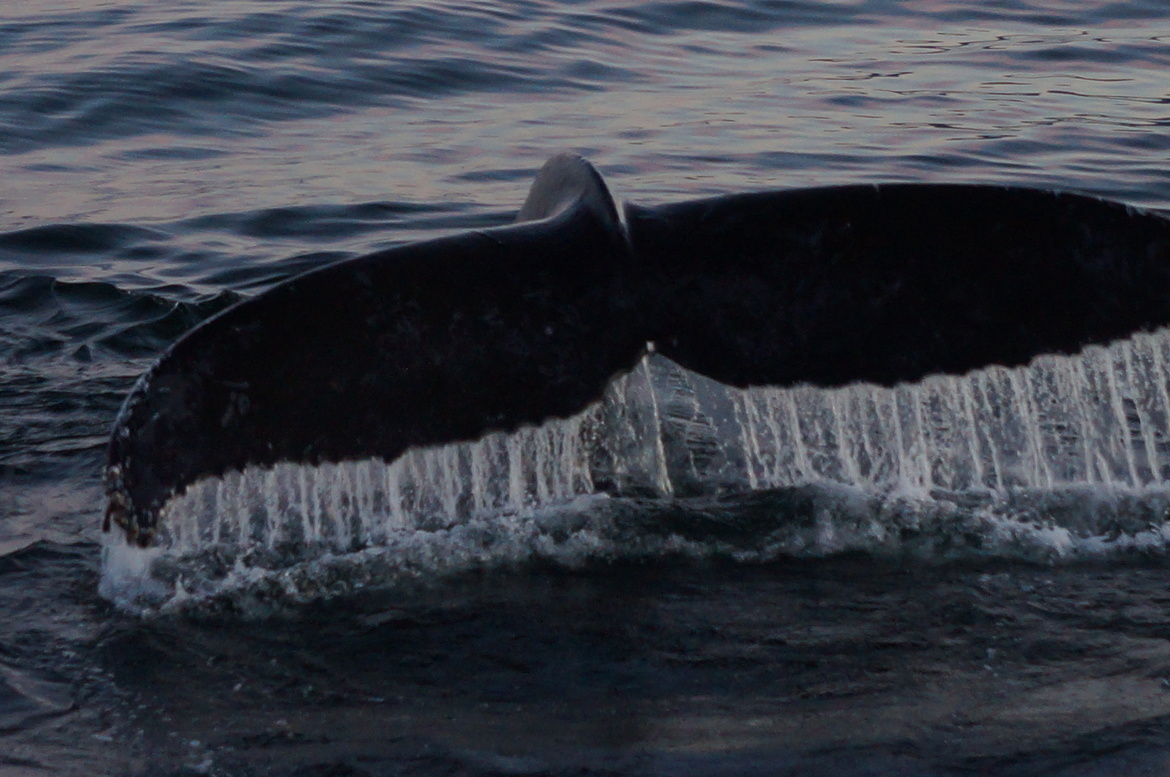 Humpback Whale, SE Alaska, United States of America