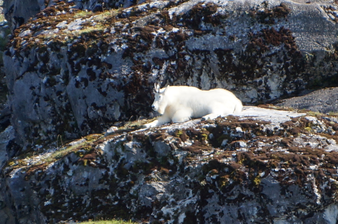 Mountain Goat, SE Alaska, United States of America