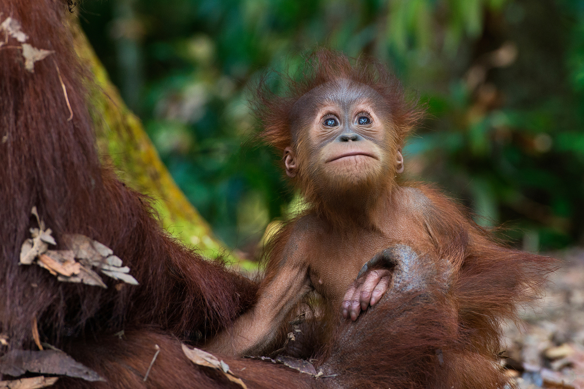 Sumatran Orangutan - Pongo Abelii, Gunung Leuser National Park, Indonesia