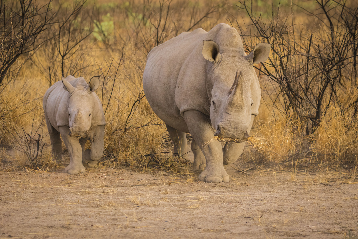 White Rhino, Ongava, Namibia