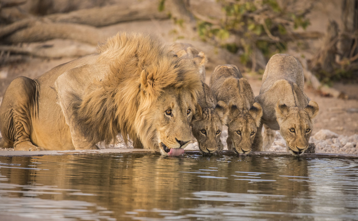Lion, Ongava, Namibia