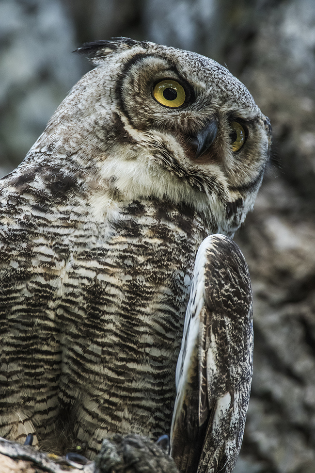 Great Horned Owl (Bubo virginianus), Calgary, AB, Fish Creek Park, Canada