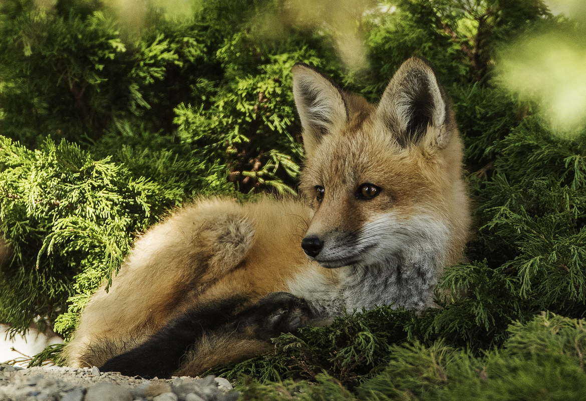 Red Fox ( Vulpes vulpes), Cochrane AB.,, Canada