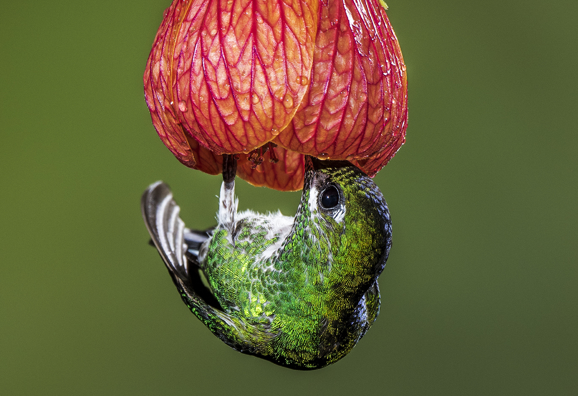 Hummingbird, Green crowned Brilliant, San José, Costa Rica