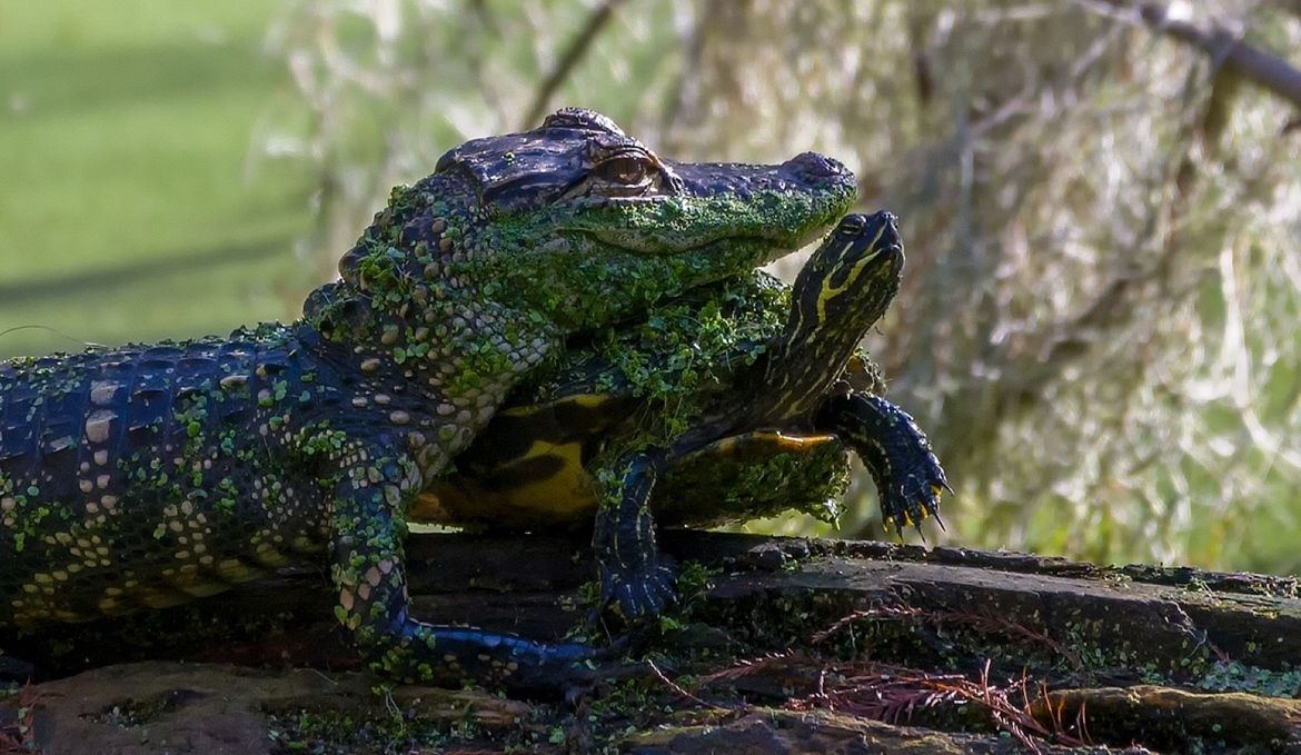 American Alligator & Florida Cooter, Circle B Reserve - Lakeland, FL, United States of America