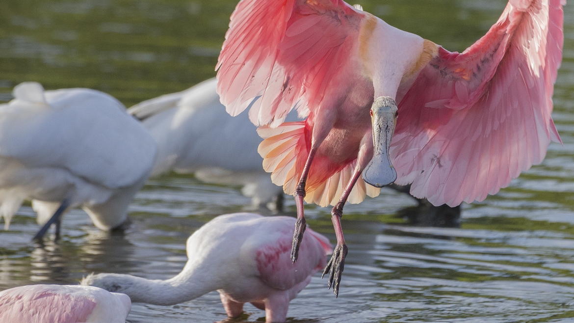 Roseate Spoonbill, Circle B Reserve - Lakeland, FL, United States of America