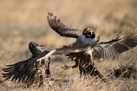 Grid gcb sage grouse 9808
