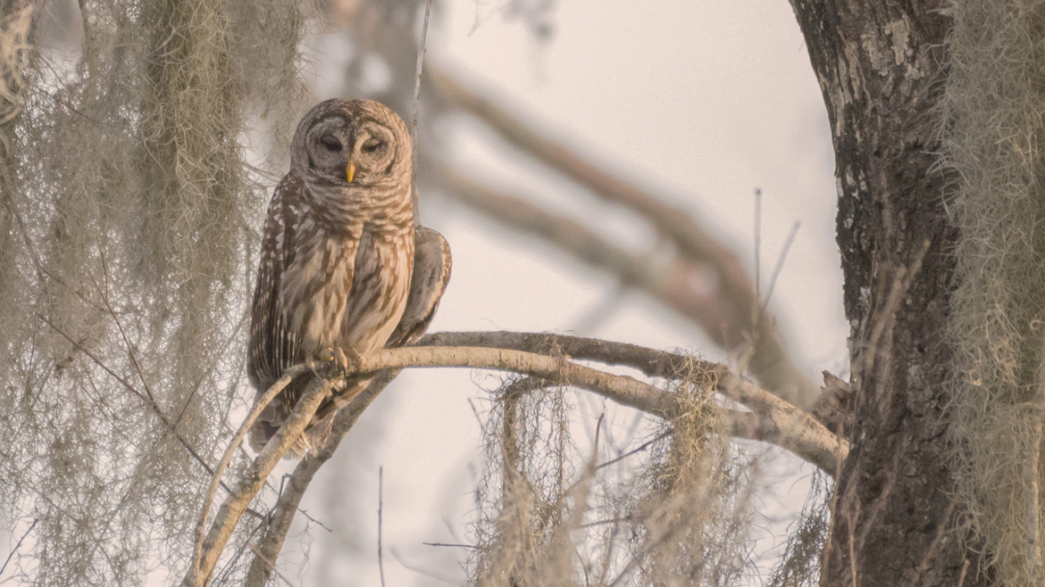 Barred Owl, Circle B Reserve - Lakeland, FL, United States of America