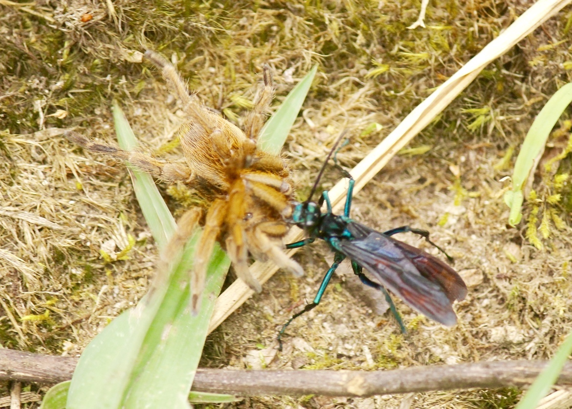 Tarantula Hawk , Reserva Las Gralarias , Ecuador