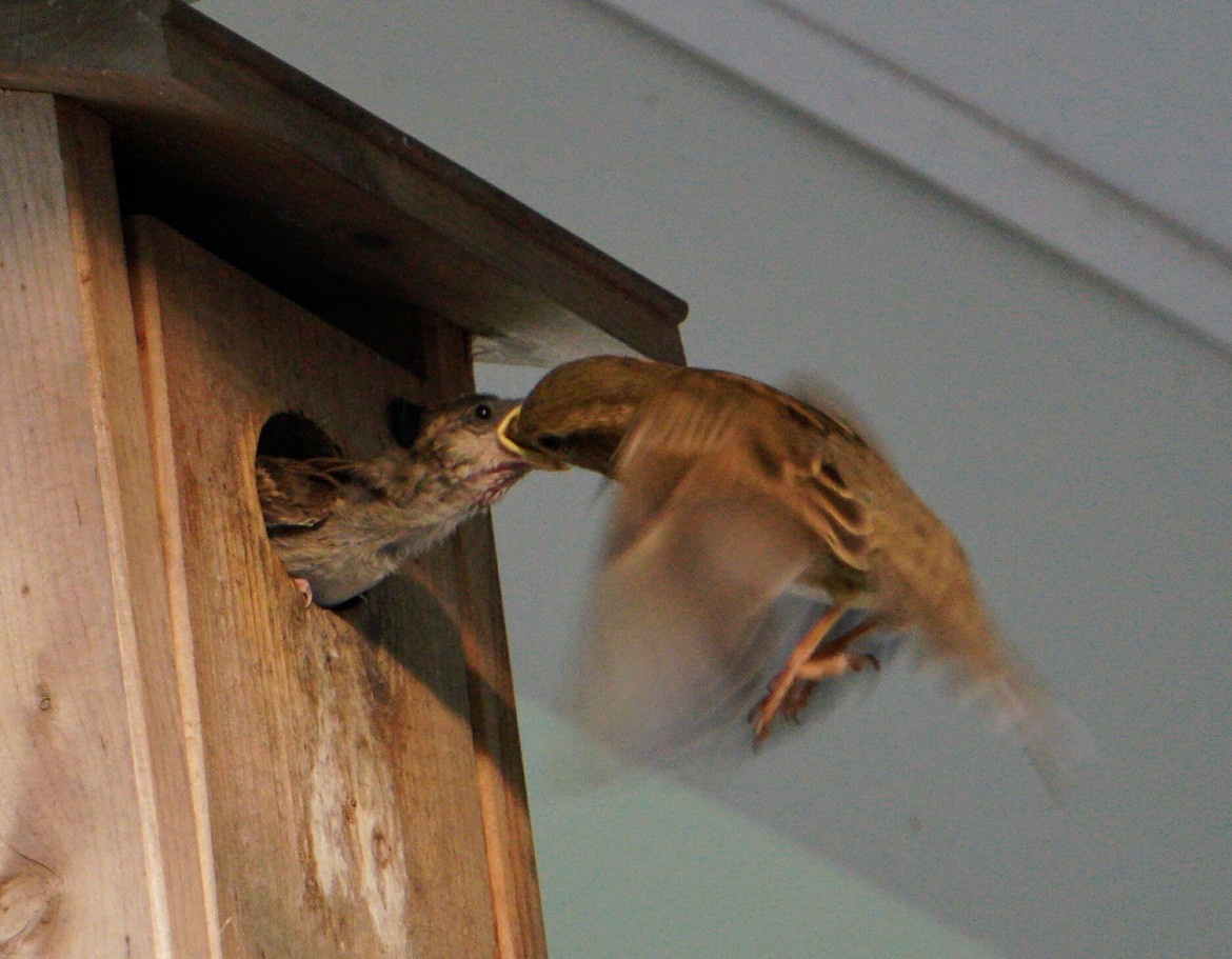 Chipping Sparrow, NJ, United States of America