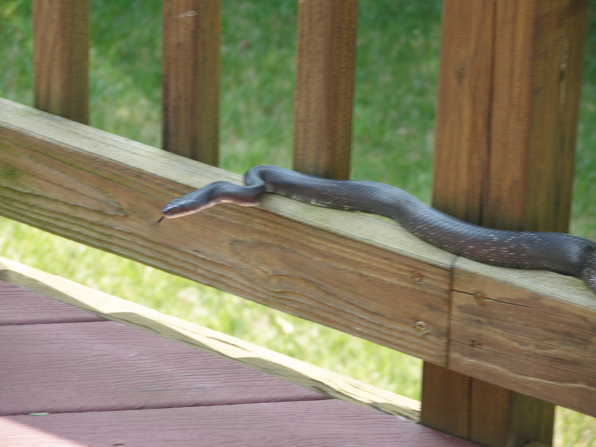 SNAKE, BOWIE, MARYLAND, United States of America