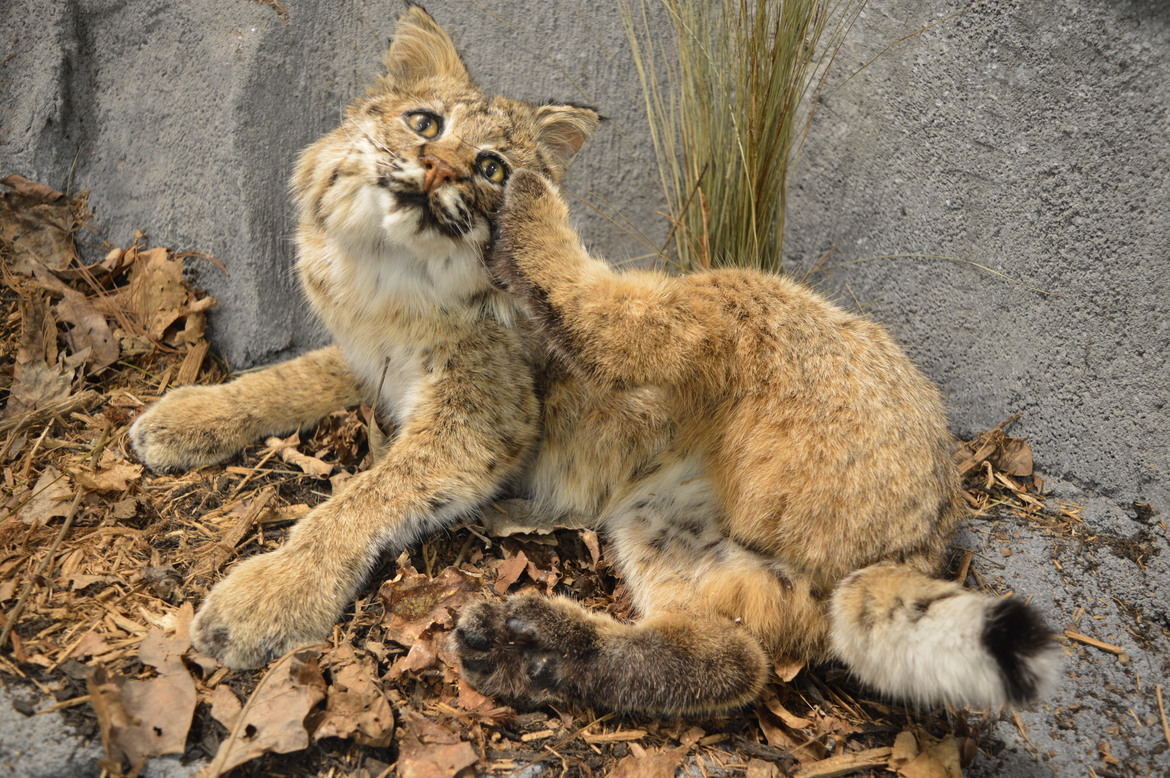BOBCAT, MAMMOTH CAVE NATIONAL PARK, United States of America