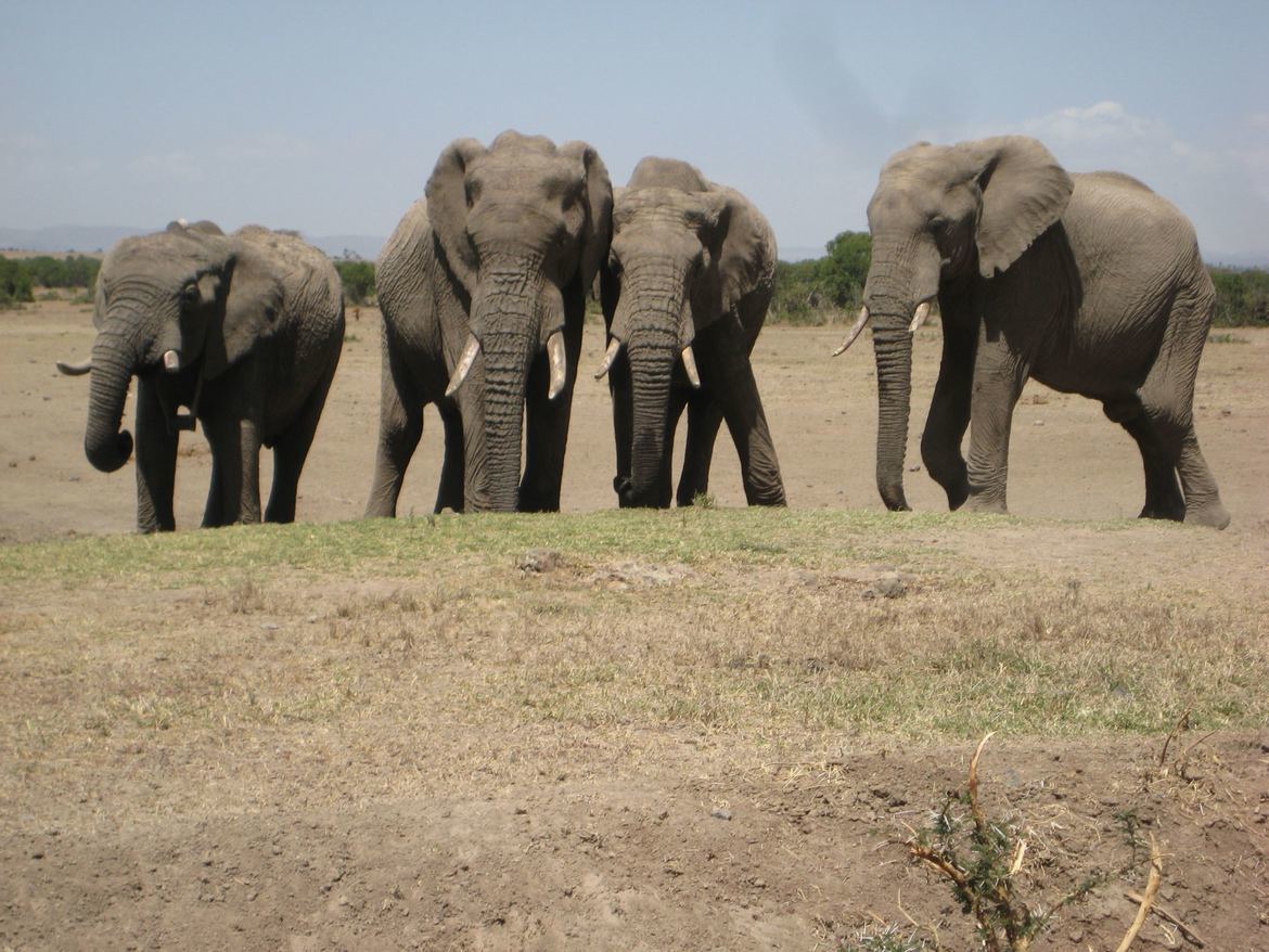 AFRICAN ELEPHANTS, MASAI MARA NATIONAL PARK IN KENYA, AFRICA, Kenya