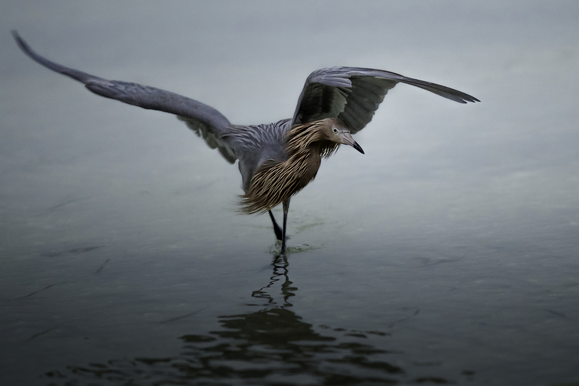 Reddish Egret, Sanibel Island, United States of America