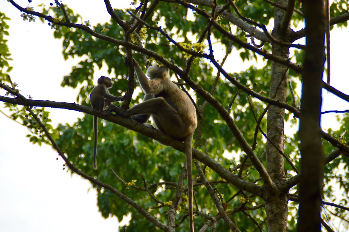 Rhesus monkey, Chitwan National Park, Nepal