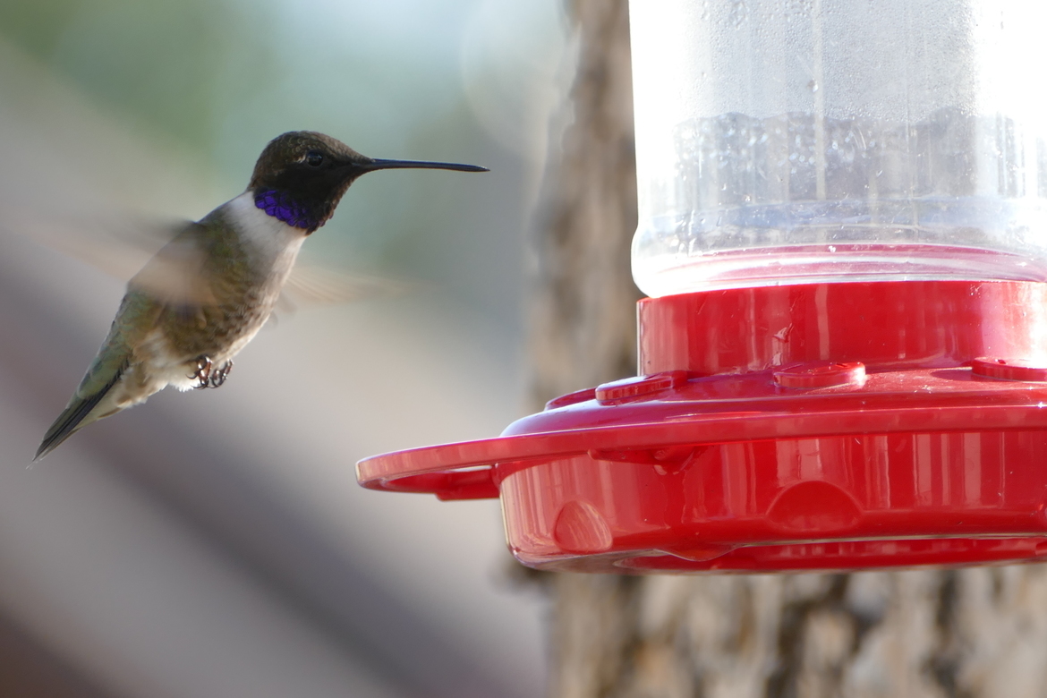 Hummingbird , Pueblo, Colorado, United States of America