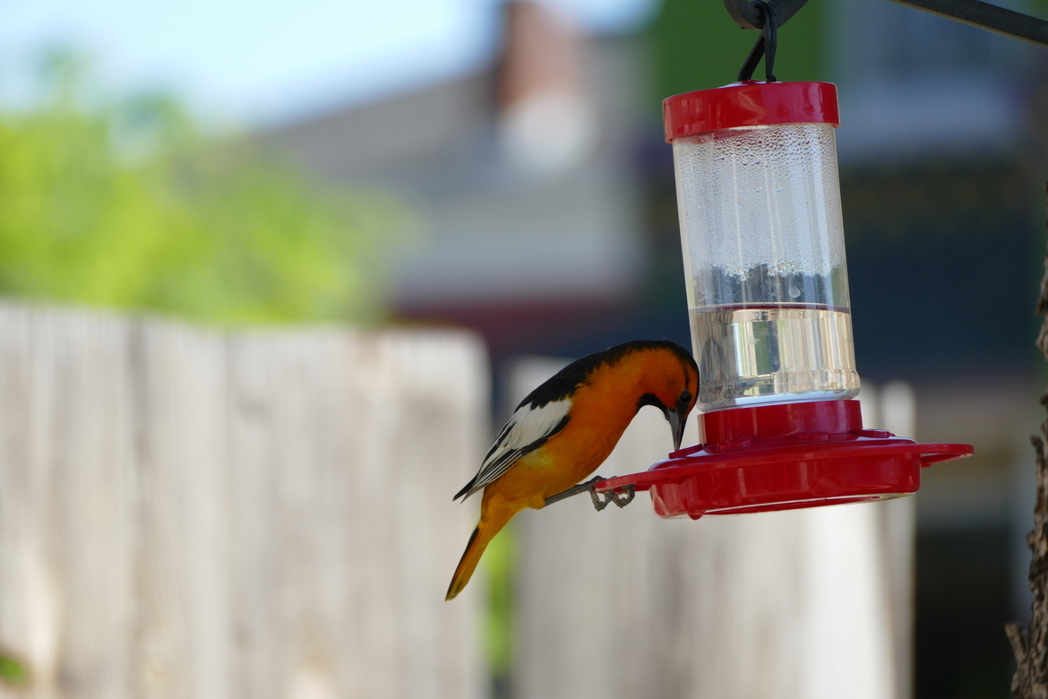 Oriole, Pueblo, Colorado, United States of America