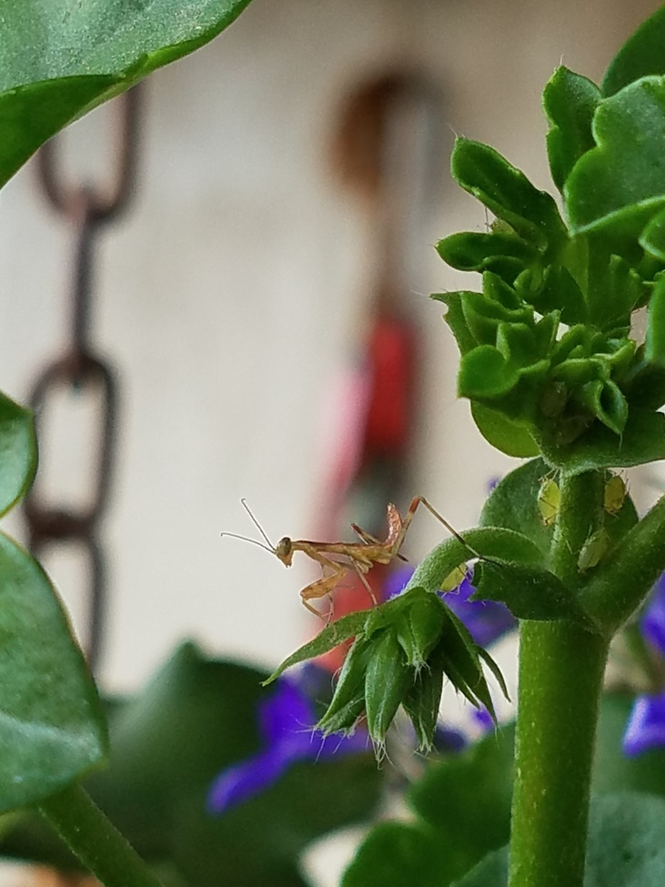 Praying Mantis & Aphids, Pueblo, Colorado, United States of America