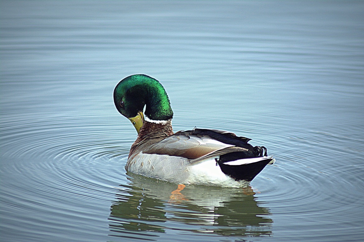 Mallard duck, Northwest United States , United States of America