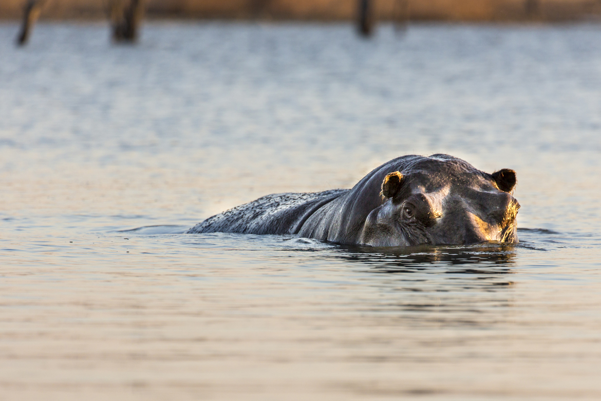 Hippopotamus , Hwange National Park, Zimbabwe